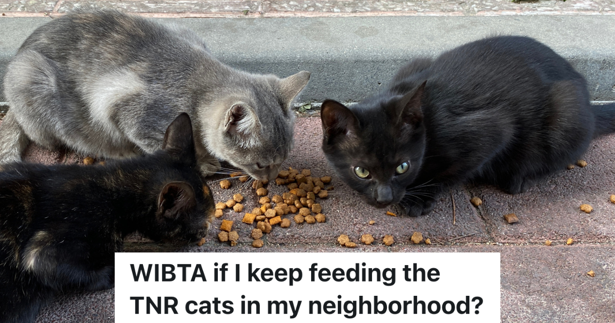 three stray cats eating food off the ground