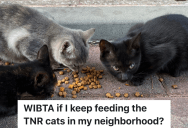 Teen Puts Food Out For Neighborhood Cats, But His Neighbor Threatens To Call The Police Because The Cats Damaged His Car