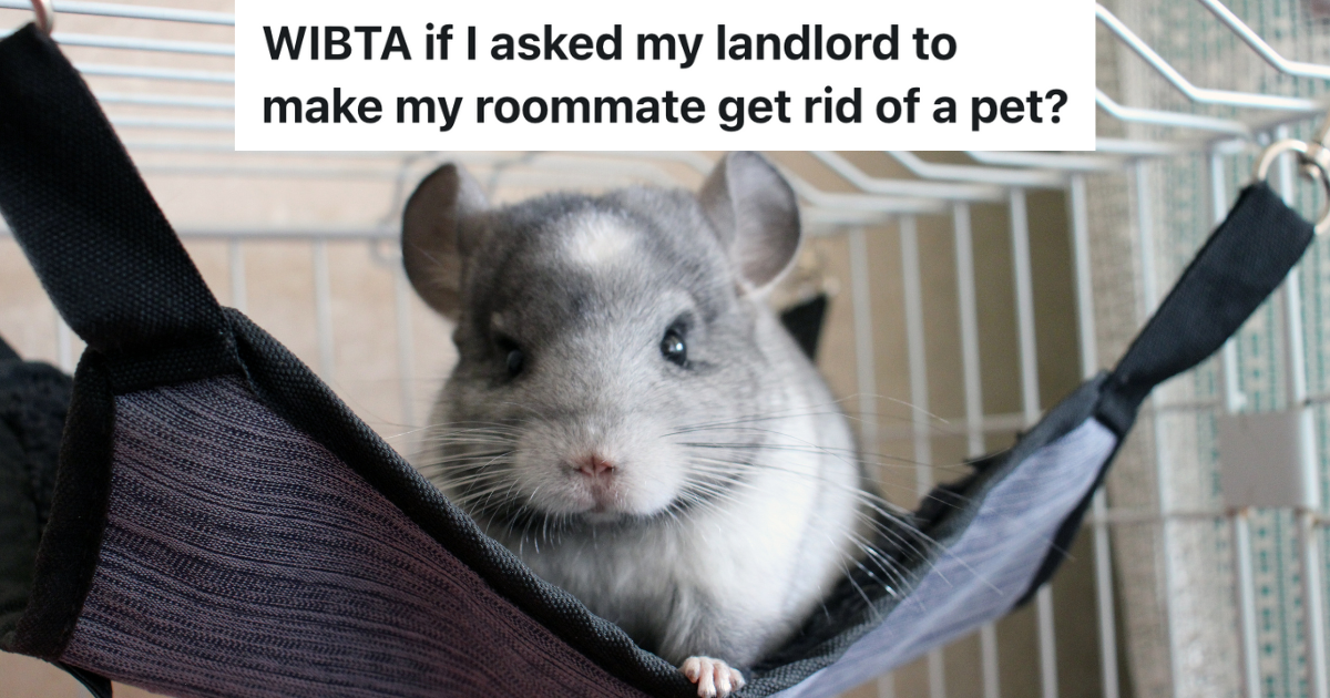 Woman Is Allergic To Her Roommates New Pet, So Shes Thinking About Telling The Landlord Theyre Over The Limit gray and white chinchilla in a hammock in a cage