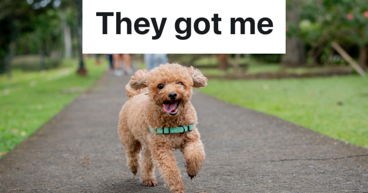 off leash mini poodle running down sidewalk