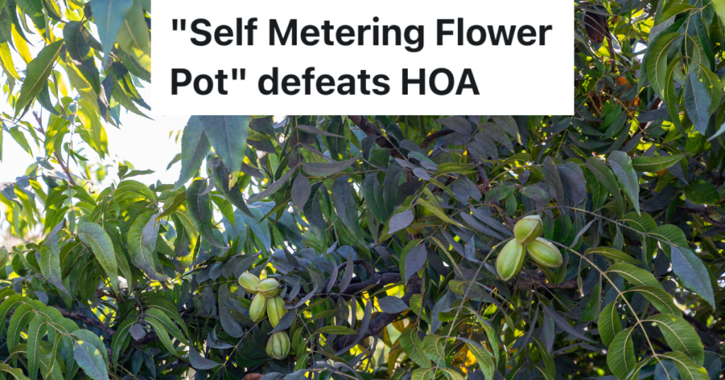 closeup of pecans growing on a pecan tree