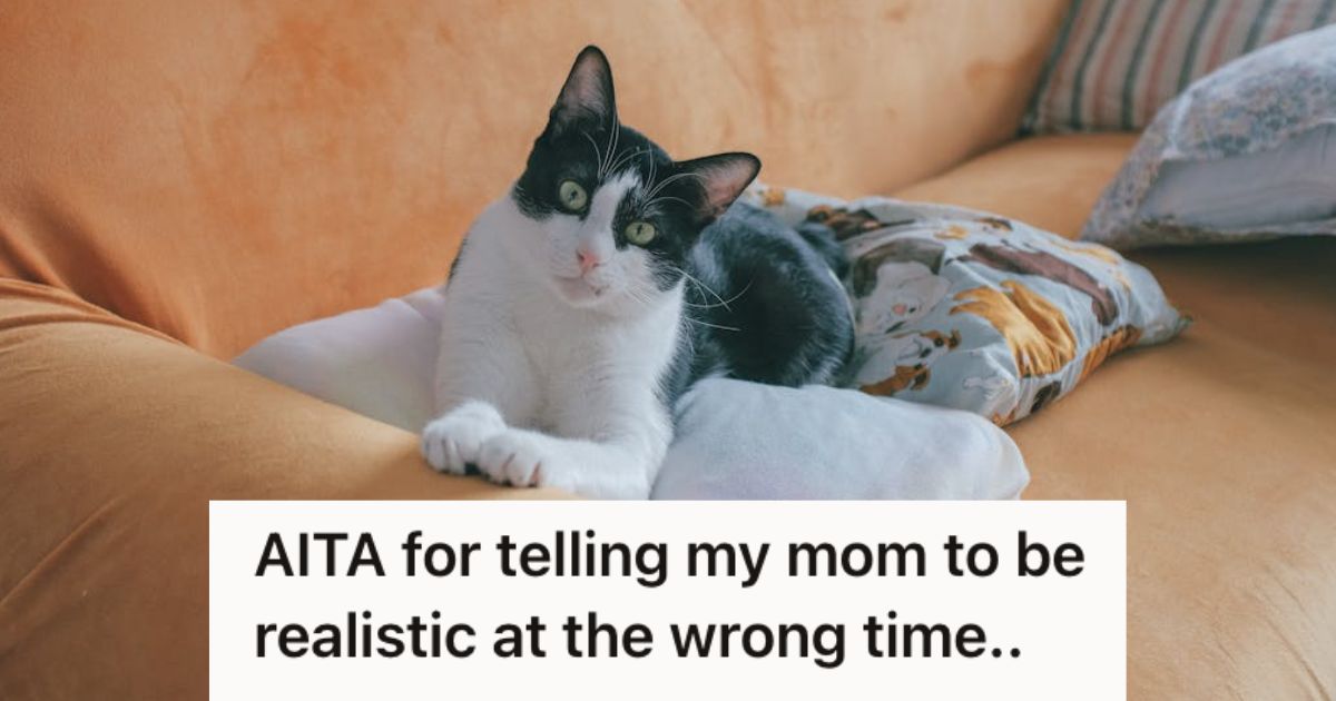 Cat sitting on the couch