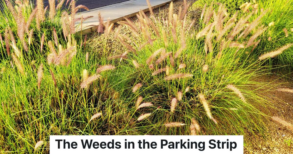 Homeowner Likes The Way The Tall Weeds Look In The Parking Strip At Her House, But When The Fire Inspector Insists That She Has To Mow Them, She Has A Trick Up Her Sleeve closeup of tall, decorative fountain grass growing by a sidewalk