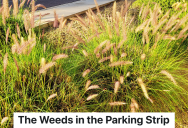 Homeowner Likes The Way The Tall Weeds Look In The Parking Strip At Her House, But When The Fire Inspector Insists That She Has To Mow Them, She Has A Trick Up Her Sleeve