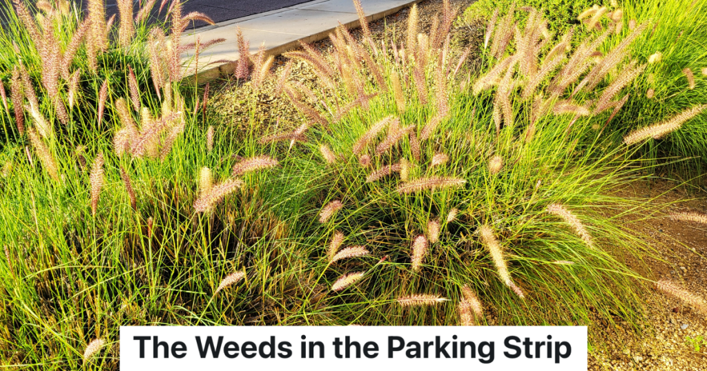 closeup of tall, decorative fountain grass growing by a sidewalk