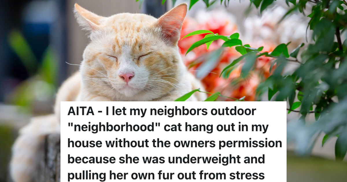 orange and white cat sleeping outside