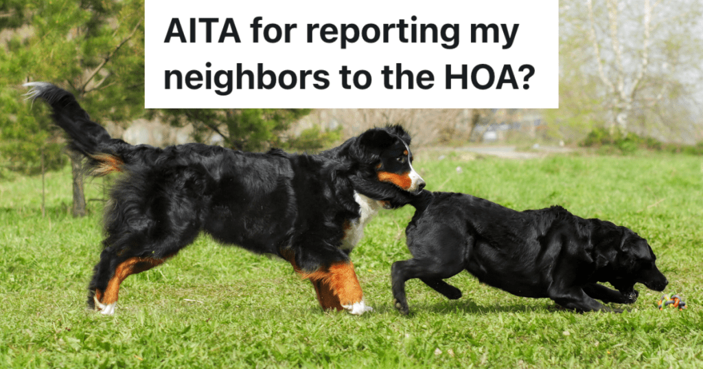 Labrador Retriever and the Bernese mountain dog playing in grass