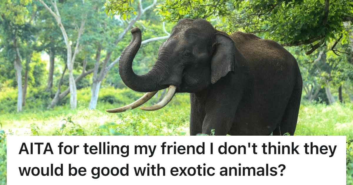 An elephant with its trunk out