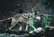 In 1920, Wolves Were Hunted To Extinction In Yellowstone National Park, And It Might Have Been The Worst Initiative The Policy Makers Ever Made