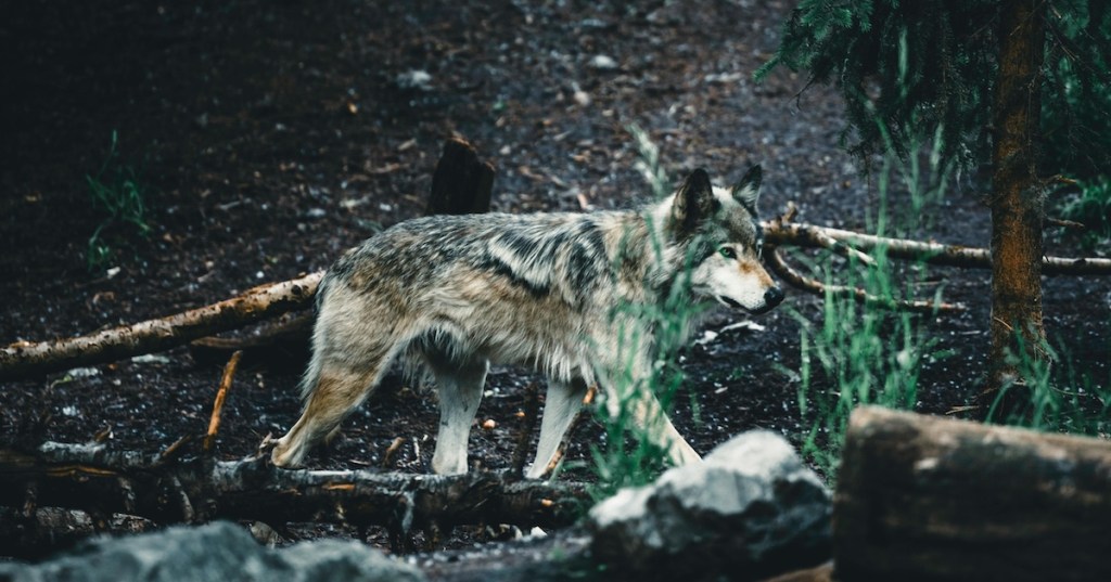 A grey wolf in nature