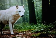 Domesticating Wild Animals Has Dramatically Changed The Way Humans And Their Pets Evolve And Live Their Lives, So Why Don’t We Domesticate Other Wild Species?