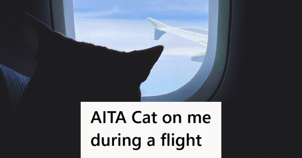 Cat looking through plane window