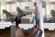 A Baboon Barged Into Their South African Airbnb And Gave These Destination Wedding Travelers A Major Scare