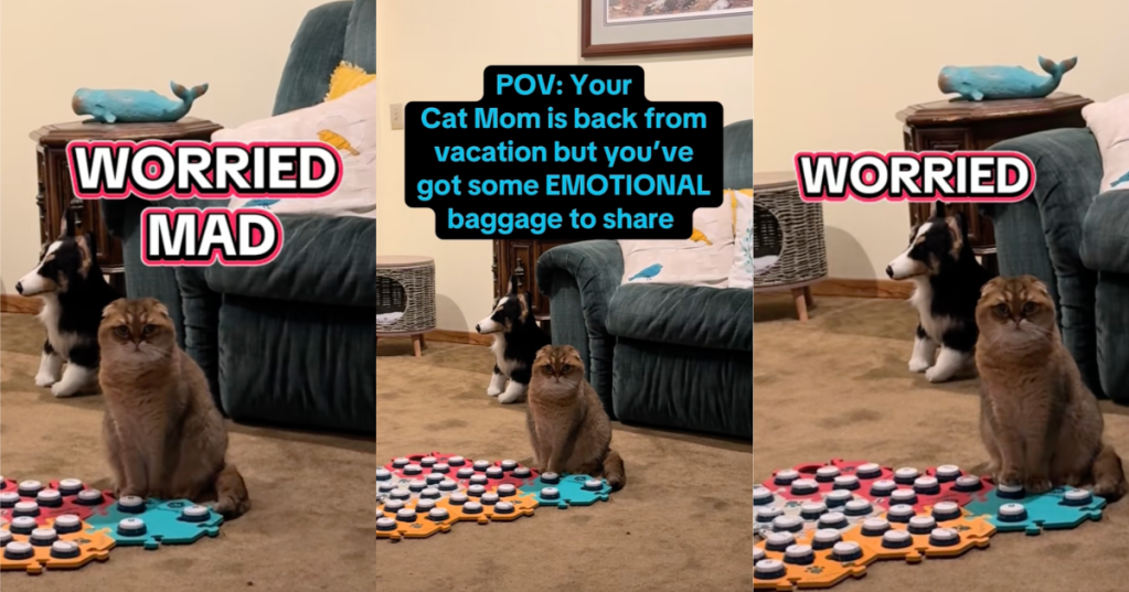 cat upset with its owner