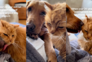 A 26-Year-Old Cat Can’t Groom Himself Anymore, So Her Dog Sibling Now Does It For Him
