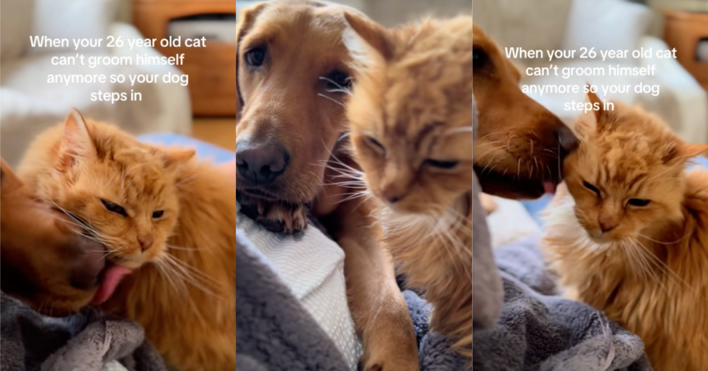 dog and cat together