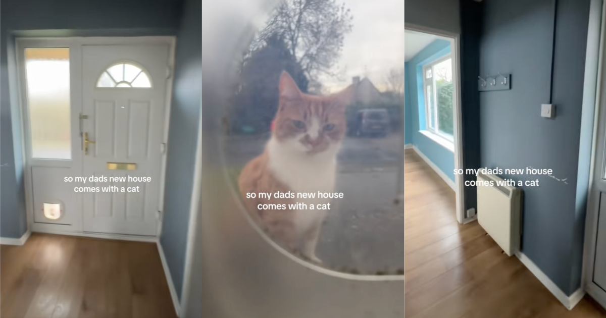Thats the landlord. A New Homeowner Found Out His New Place Comes With A Cat cat on a porch