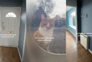 ‘That’s the landlord.’ – A New Homeowner Found Out His New Place Comes With A Cat