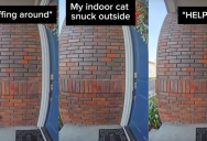 A Security Camera Showed How A Indoor Cat Reacted After He Got Locked Outside Of His House
