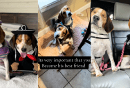 ‘It is very important that you become his best friend.’ – A Blind Puppy Was Adopted, And Now He And His Sister Do Everything Together