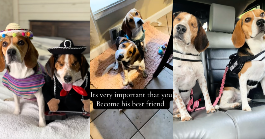 two dogs playing with each other