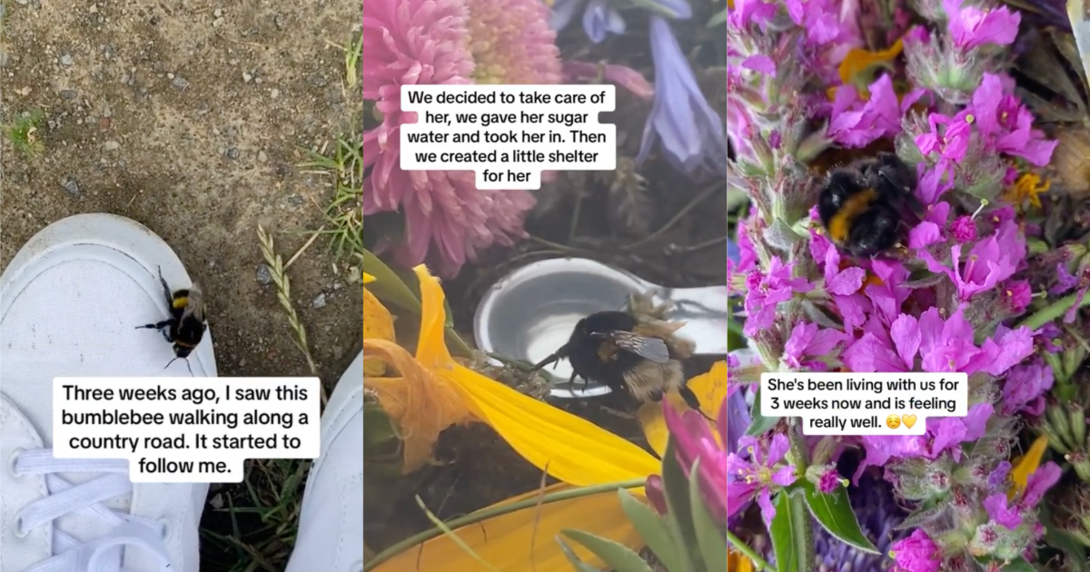 An Injured Bumblebee Followed A Woman Home, So She Nursed Her Back To Health And Now The Bee Is Thriving a bee enjoying flowers