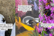 An Injured Bumblebee Followed A Woman Home, So She Nursed Her Back To Health And Now The Bee Is Thriving