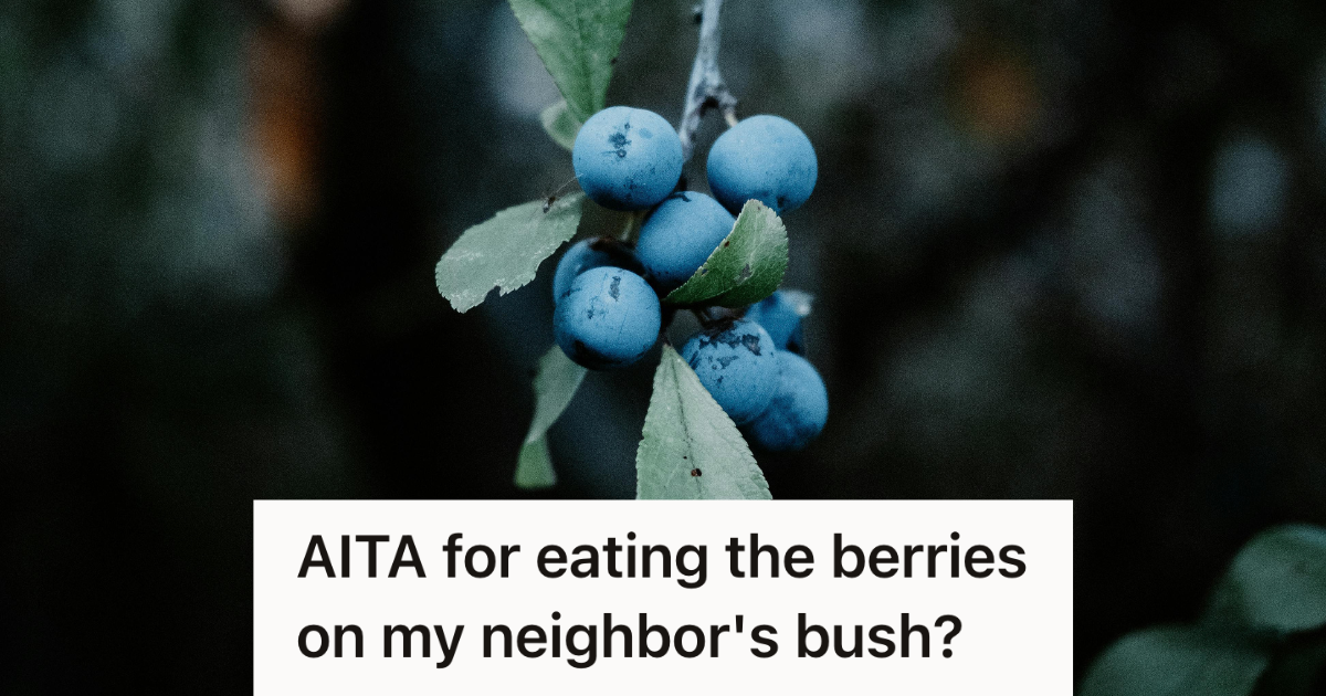 berries growing on bush