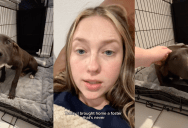 A Dog Was Extremely Happy To Be Sleeping In A Comfortable Place On His First Night With His Foster Mom