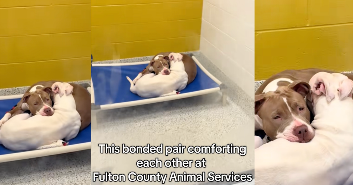 two dogs in a shelter