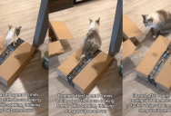 ‘I love that she definitely heard me calling.’- Owner Searched 90 Minutes For Their Cat And Finally Found Her In A Funny Hiding Spot