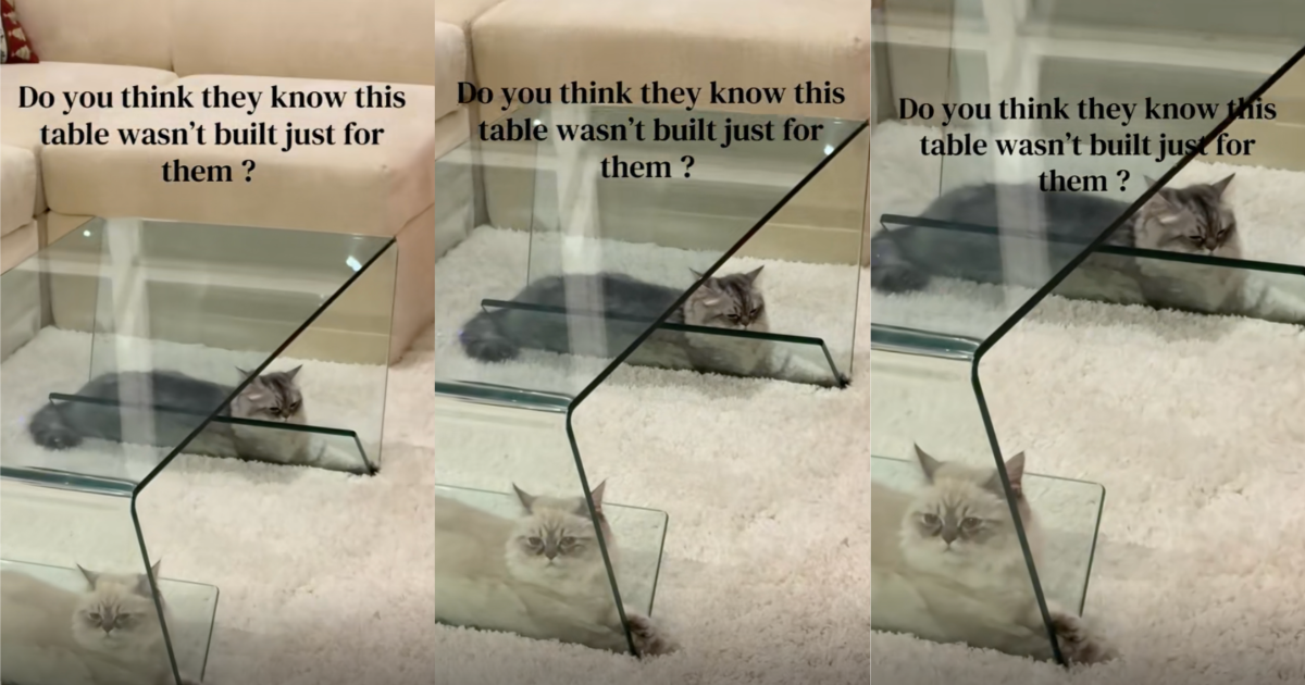 two cats laying around