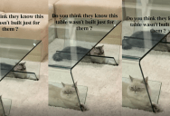 Cat Owner Showed Viewers The Unusual Spot Where Their Two Kitties Like To Sleep. – ‘Won’t sleep in their bed, but will sleep in here all day.’