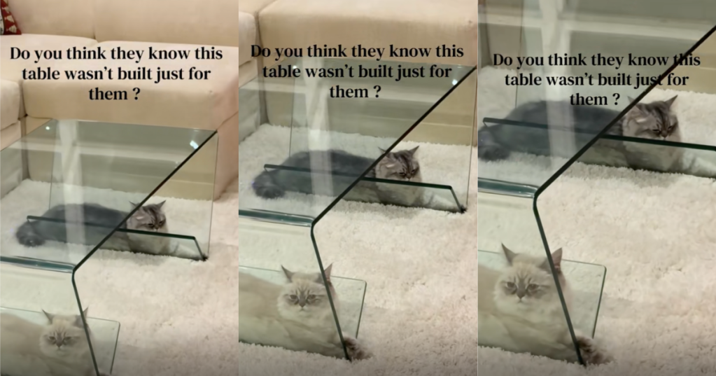 two cats laying around