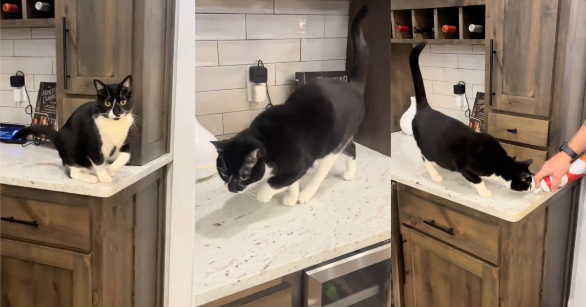 cat on a counter