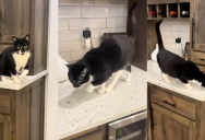 A Cat Faked An Injury So His Owner Would Give Him Some Whipped Cream