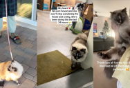 A Cat Wouldn’t Stop Crying After Her Family Moved, Until She Finally Realized She Was In Her New Home