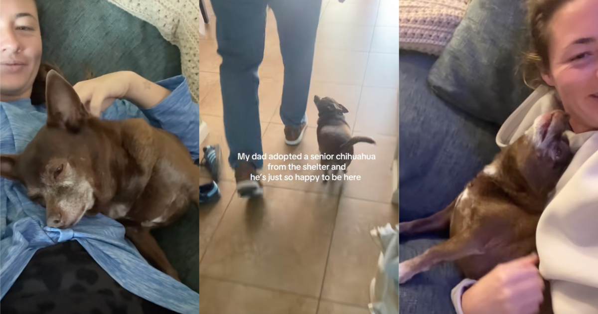 senior dog in a new home