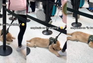 ‘You’re doing amazing, sweetie.’- A Puppy Training To Be A Service Dog Just Couldn’t Handle His New Job At An Airport