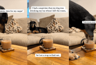 An Owner Set Up A Camera Because She Suspected Her Dog Was Drinking Her Tea