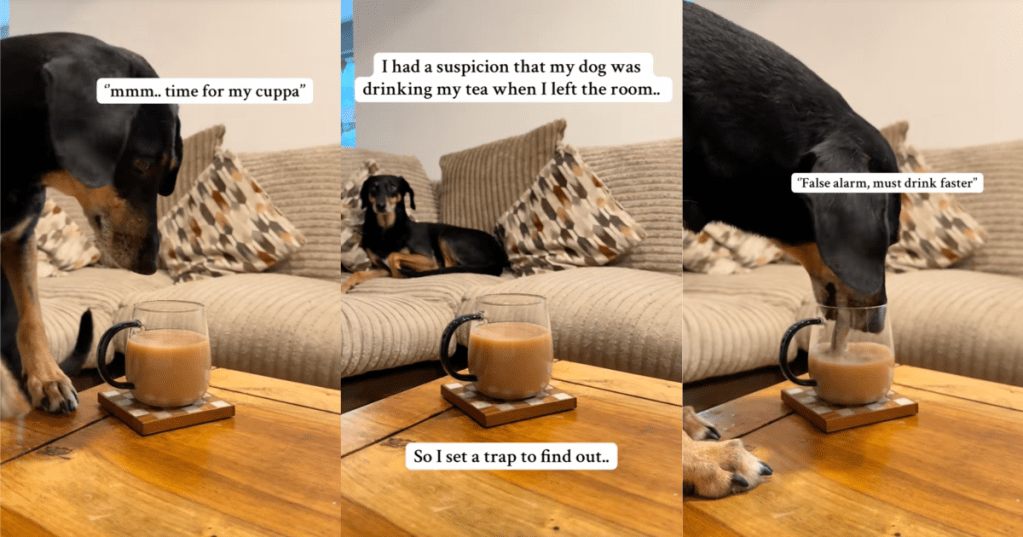 dog drinking some tea