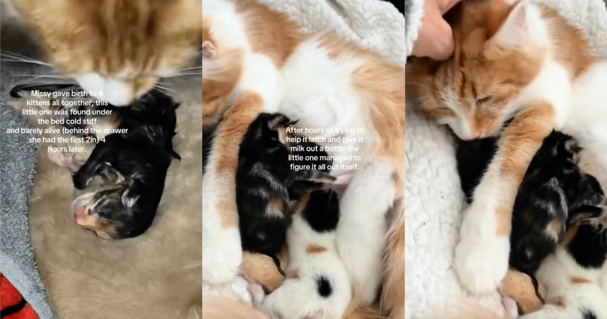 cat with her kittens