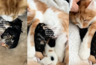 A Cat Gave Birth To Four Kittens And Worked Hard To Save The Life Of One That She Noticed Was Struggling
