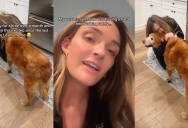 A Senior Golden Retriever Got Very Excited After He Saw His Owner For The First Time In A Month