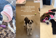 A Woman Went To An Animal Shelter With No Intention Of Getting A Pet, But She Ended Up Adopting A Dog