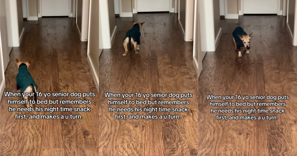 dog putting himself to bed