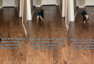 A 16-Year-Old Dog Did A U-Turn When He Remembered He Wanted A Snack Before Putting Himself To Bed