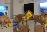 A Playful Dog Got Dizzy After He Destroyed A Pikachu Toy