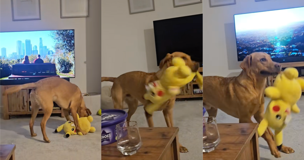 dog shaking a toy
