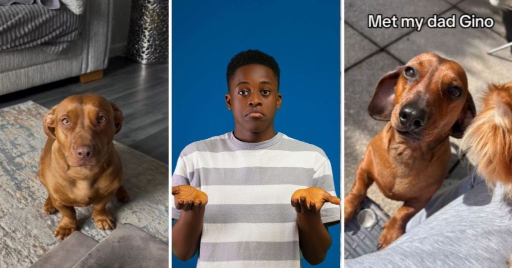 Mom and Dad dogs